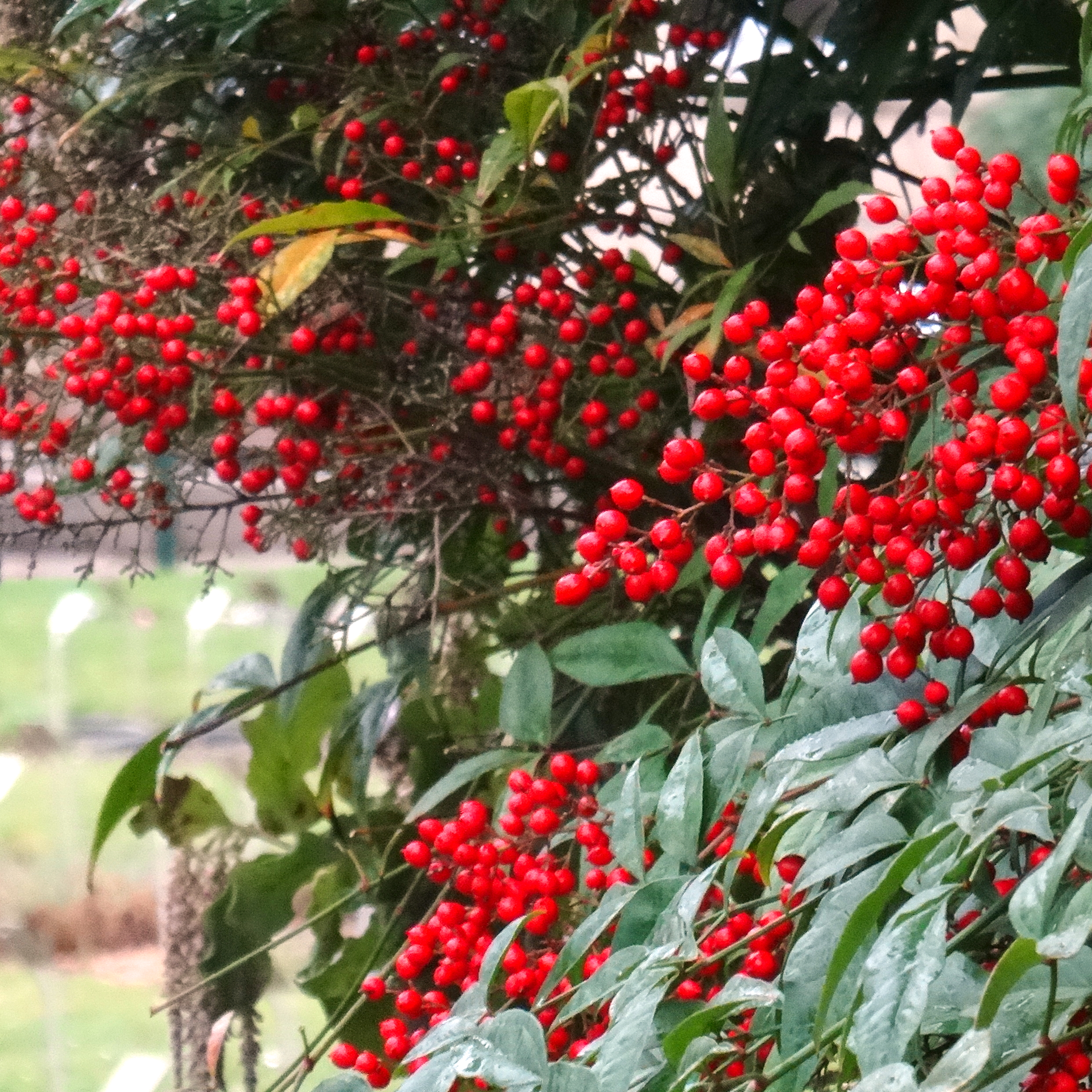 Baies rouges